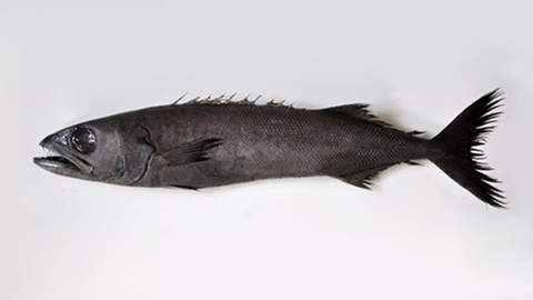 pez escolar negro pez escolar negro